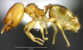 Media type: image;   Entomology 34360 Aspect: habitus lateral view